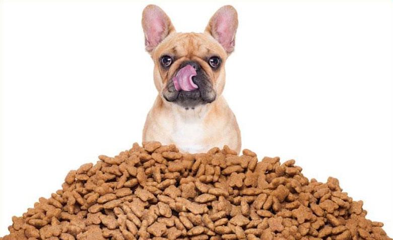 Hrana za pse